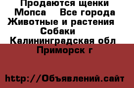 Продаются щенки Мопса. - Все города Животные и растения » Собаки   . Калининградская обл.,Приморск г.